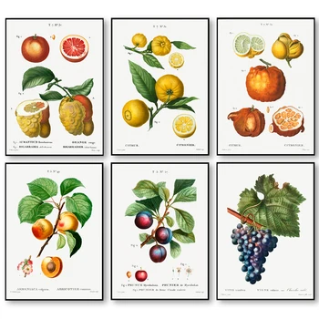 Vintage Fructe Poster de Struguri Piersici Tablouri Canvas Print Poster Botanic Arta Imagini de Epocă Arta de Perete Panza Vopsele pentru Acasă
