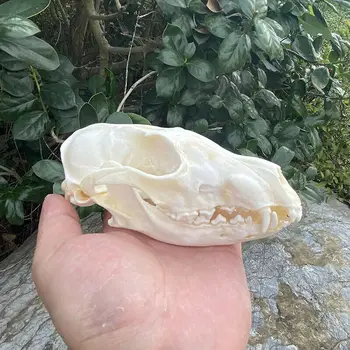 10buc realitate naturală de Vulpe Craniu taxidermie real scheletul osos decor de Crăciun cadou de CURĂȚAT CRANIU, FĂLCI, OASE, SCHELET